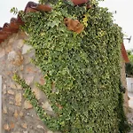 Renovated Wine Press House - With Pool Holiday home Porto de Mos (Leiria)